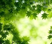 pic for Green Maple Leaves 